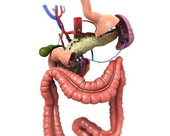 Pancreas Veins