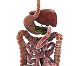 Digestive System 8