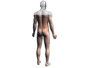 Skeletal System Body 3