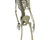 Skeletal System 5