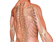 The ribcage