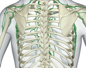 The thoracic duct