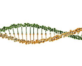 DNA Helix 7