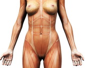Female Organs Body 2