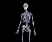 Skeletal System X-ray 4