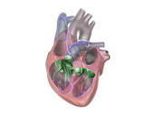 Heart Anatomy 3