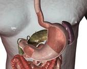 Stomach Sectioned 3