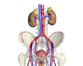 The male urinary system