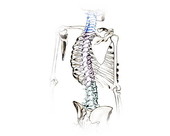 Spinal Regions