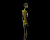 Skeleton System X-ray 4
