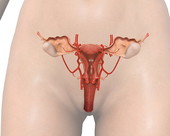 Female Organs Body 3