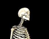 Skeletal System X-Ray 2