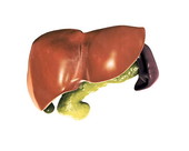 Liver Pancreas Spleen