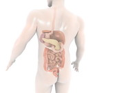 Digestive System Body 7