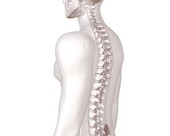 Spine Body 1