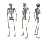 Skeletal System 7