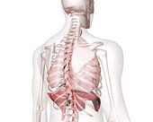 Respiratory System Body 1