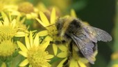 Bumblebee on ragwort