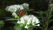 Tropical butterfly on flower