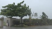Trees in Typhoon Noul