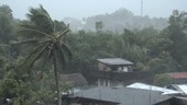 Trees in village during Typhoon Rammasun