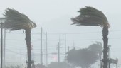 Palm trees during Typhoon Vongfong