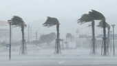 Palm trees during Typhoon Vongfong