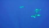 Common dolphins swimming underwater