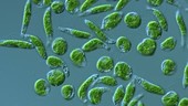 Euglena gracilis algae, LM