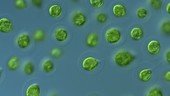 Haematococcus green algae, LM