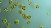 Synura sp golden algae, LM