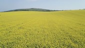 Flight over a field of rape