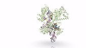CRISPR-Cas9 gene editing complex, animation