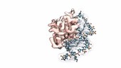FOXO4 protein in complex with DNA, animation