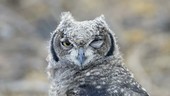Spotted eagle owl eye movement