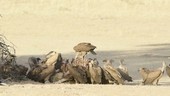 Vultures feeding on an eland carcass