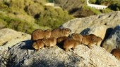 Rock hyrax family sunning