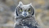 Spotted eagle owl head rotation