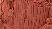 Ham shank muscle fibres, SEM