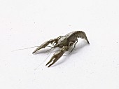 A crayfish on a white background