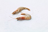 Two prawns on a white background