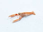 A Norway lobster on a white background