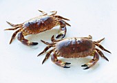 Two crabs on a white background