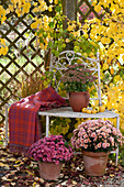 Chrysanthemum indicum (autumn chrysanthemum) and Sedum telephium