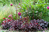 Early summer bed with Heuchera micrantha hybrids (purple bells)