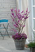 Blühender Judasbaum (Cercis siliquastrum) auf der Terrasse