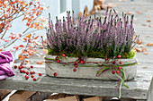 Calluna vulgaris Garden Girls 'Lisann' ( Knospenheide, Besenheide )