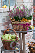 Baskets with Calluna Vulgaris Trio Girls 'Athena' 'Alicia' 'Rosita'