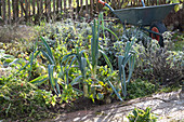 Vegetable and herb garden in late autumn :