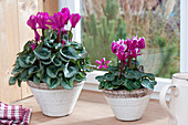 Cyclamen persicum ( Alpenveilchen ) in konischen Toepfen am Fenster